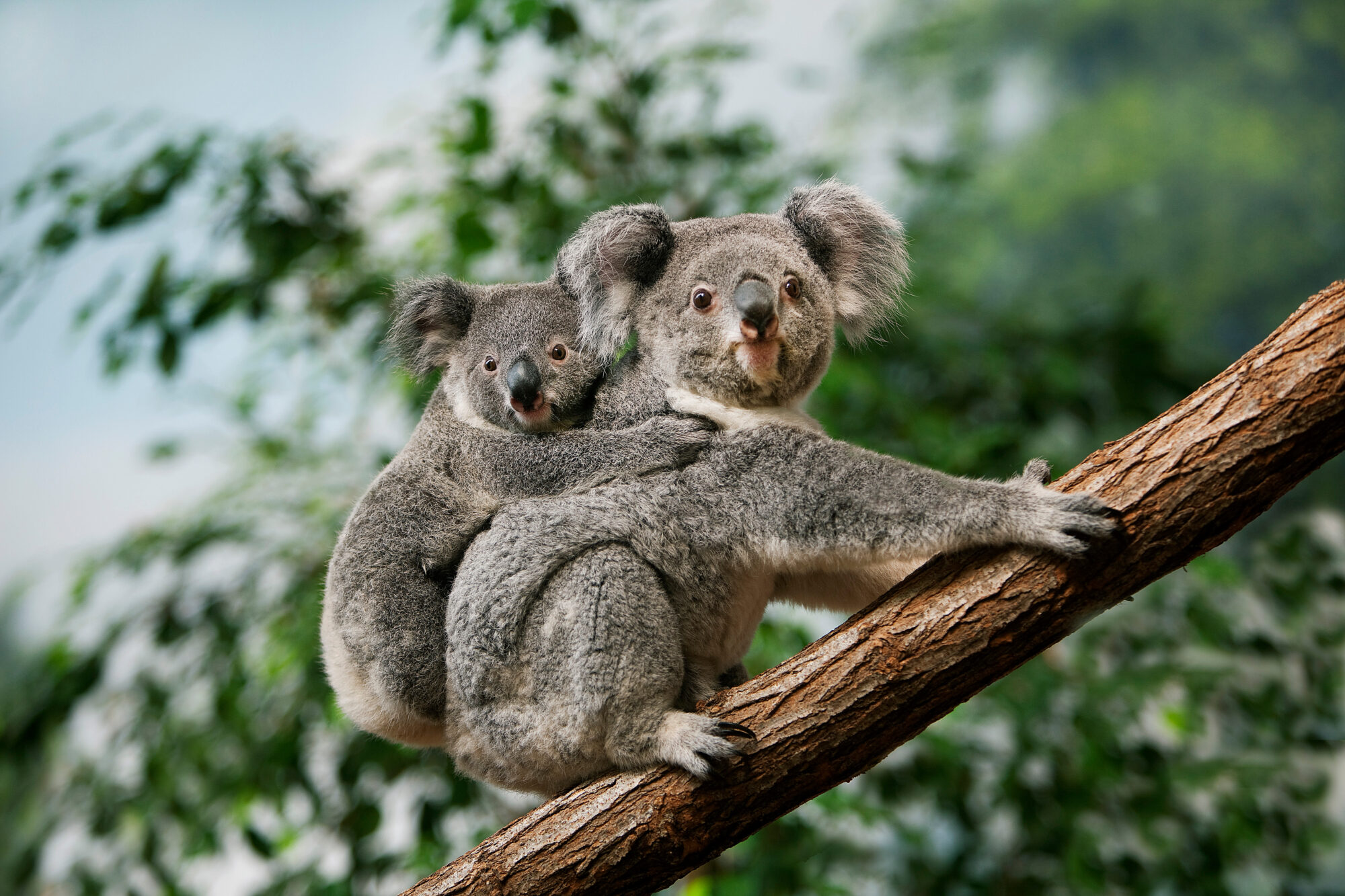 Magnetic Island Koalas